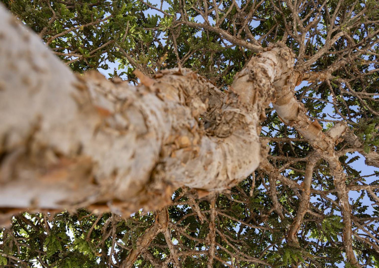 Looking up into the papery bark and green canopy of a frankincense tree against blue sky